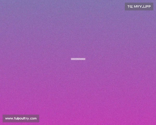 今天拳击赛事新闻发布会